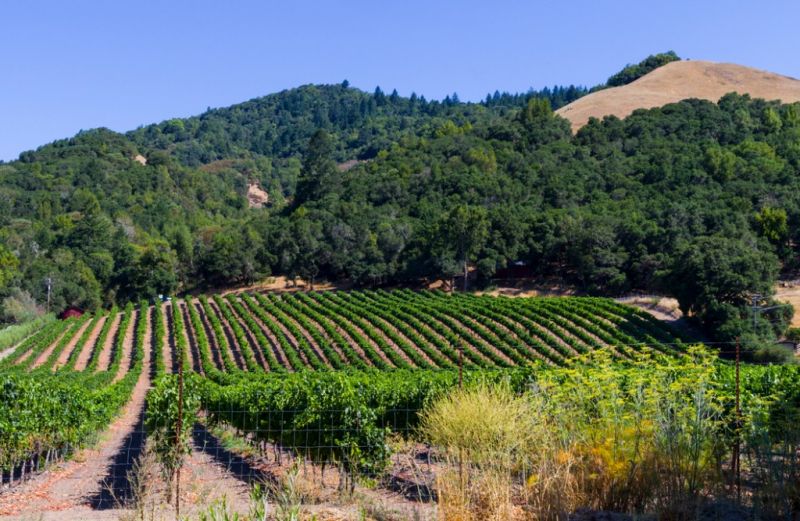 Local Fire Damage Repair in Santa Rosa, CA